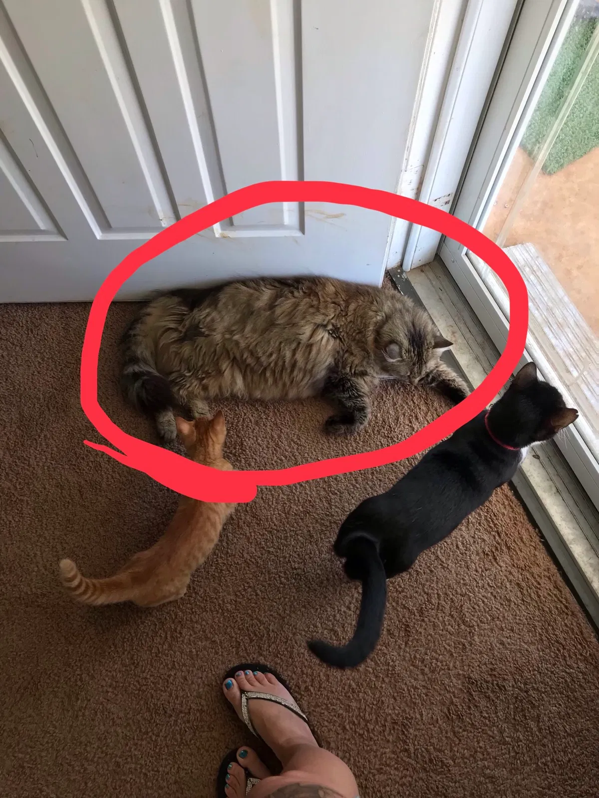 Lost cat in Lexington, NC, 27292