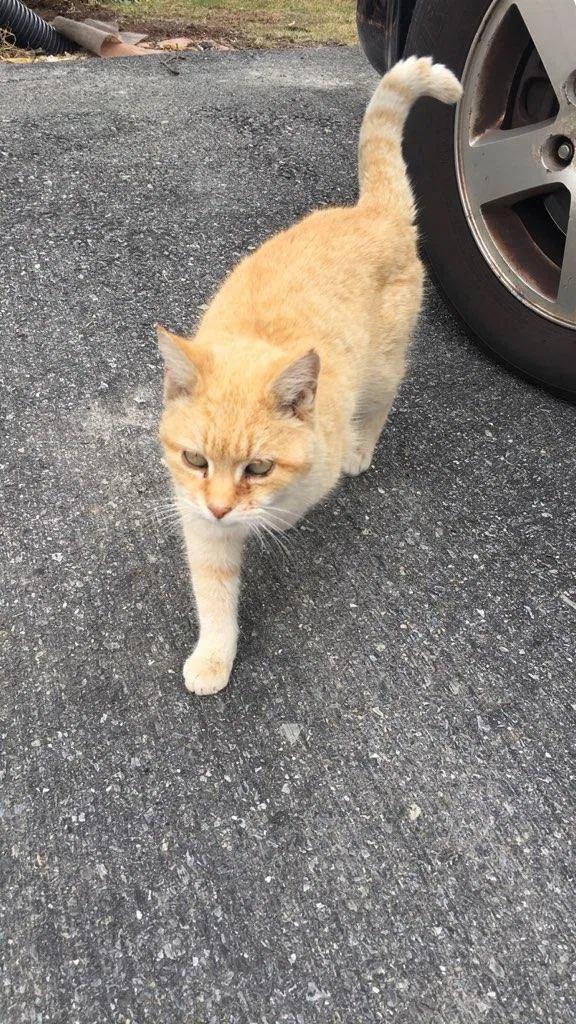 Found cat in Mohrsville, PA, 19541