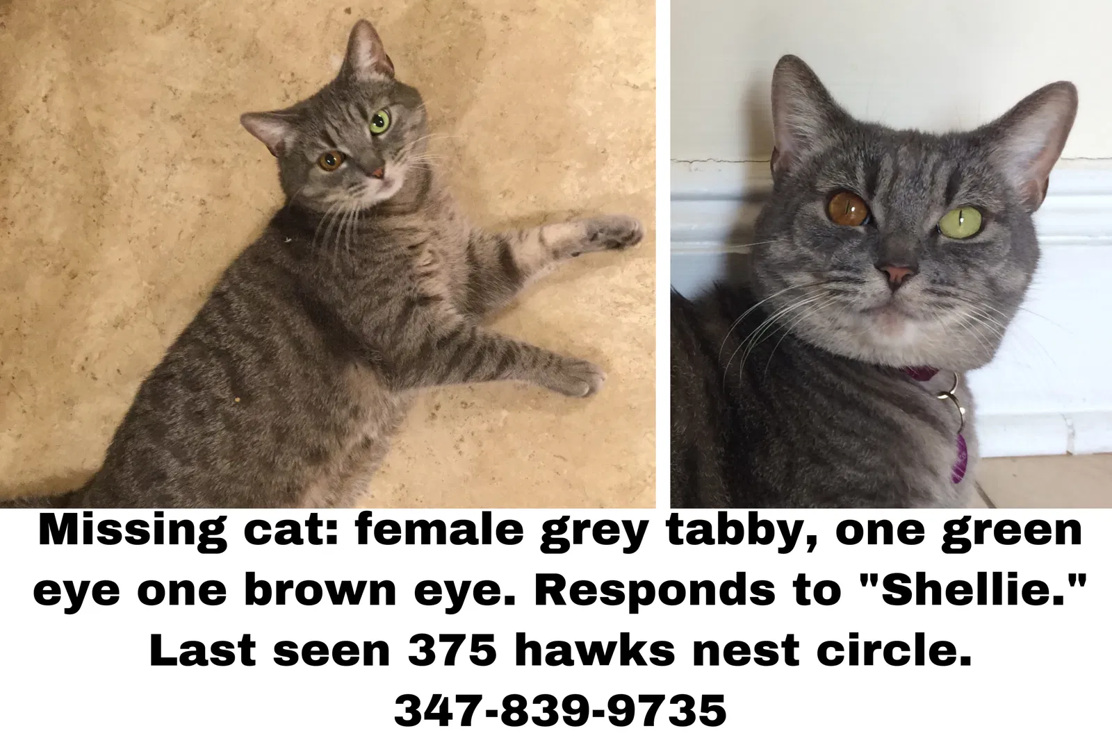 Lost cat in Rochester, NY, 14626