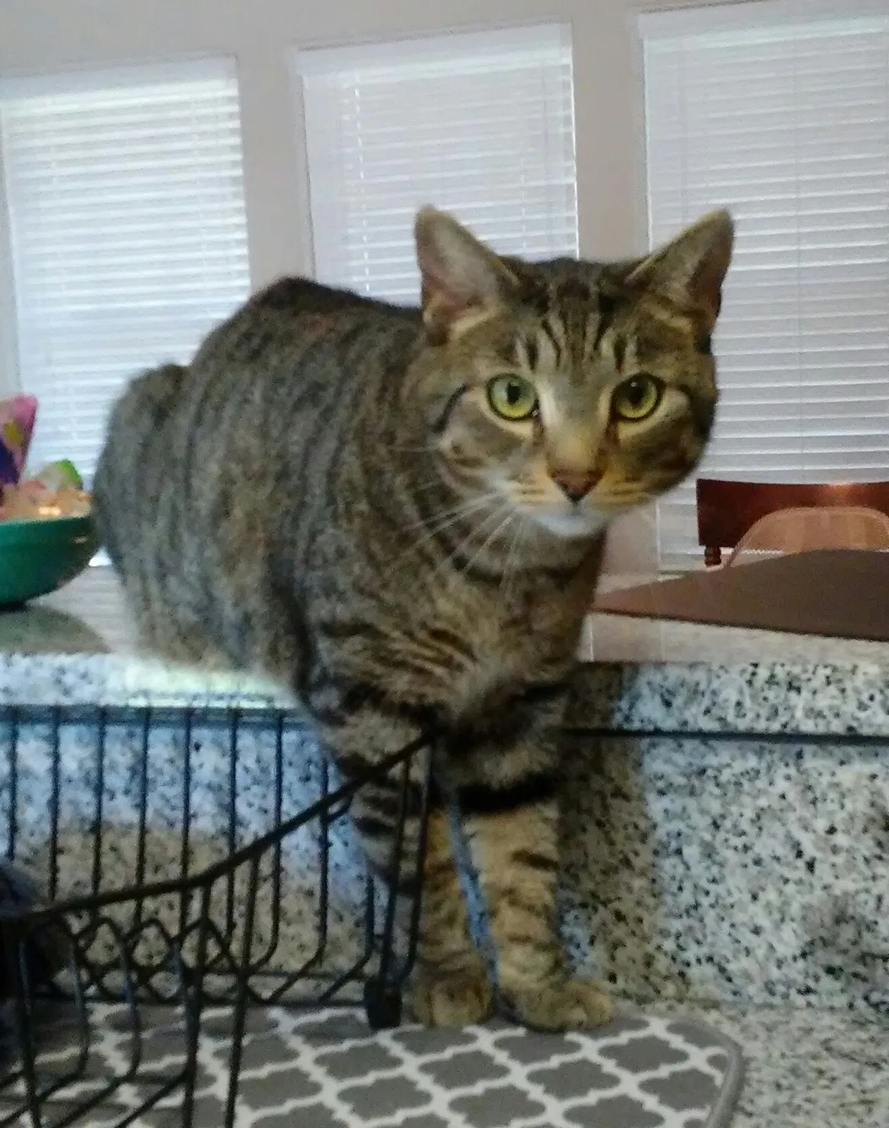 Lost cat in Lexington, KY, 40515
