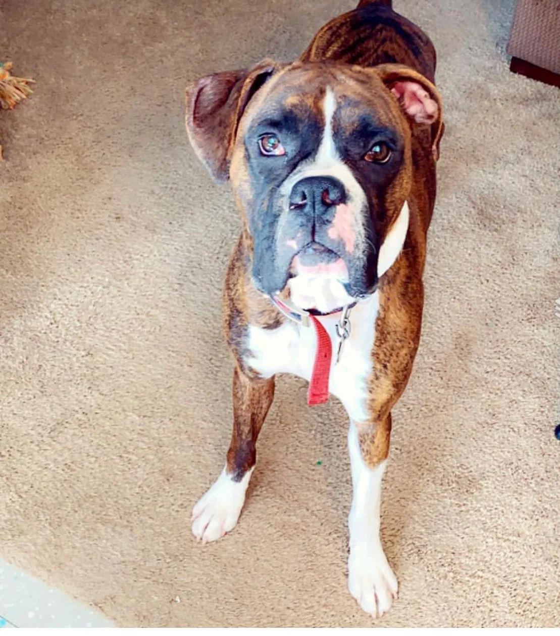Lost dog in Shelby, OH, 44875