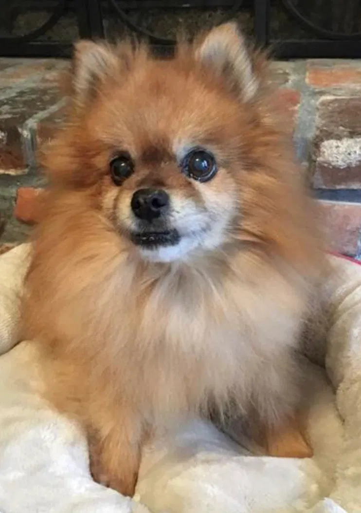Lost dog in Roswell, GA, 30075