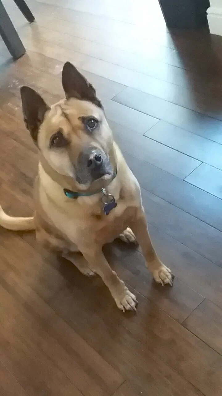 Lost dog in Aurora, CO, 80013