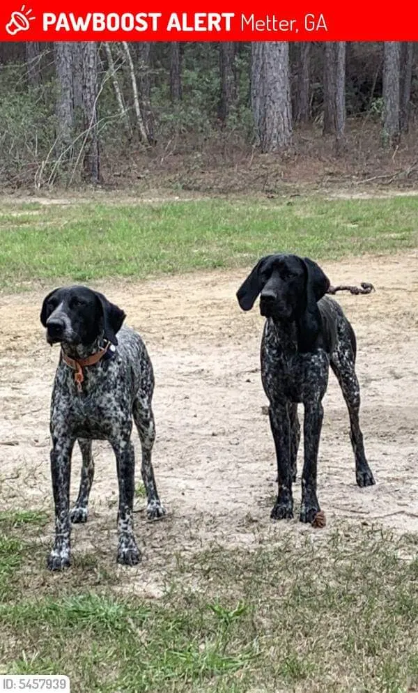 Lost dog in Atlanta, GA, 30349