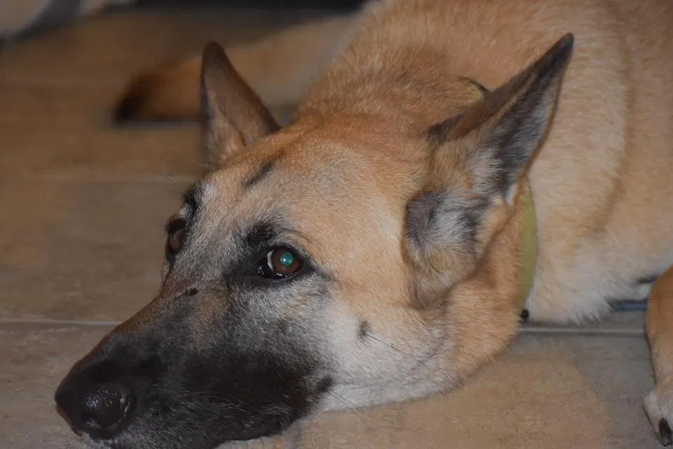 Lost dog in Kingsport, TN, 37660