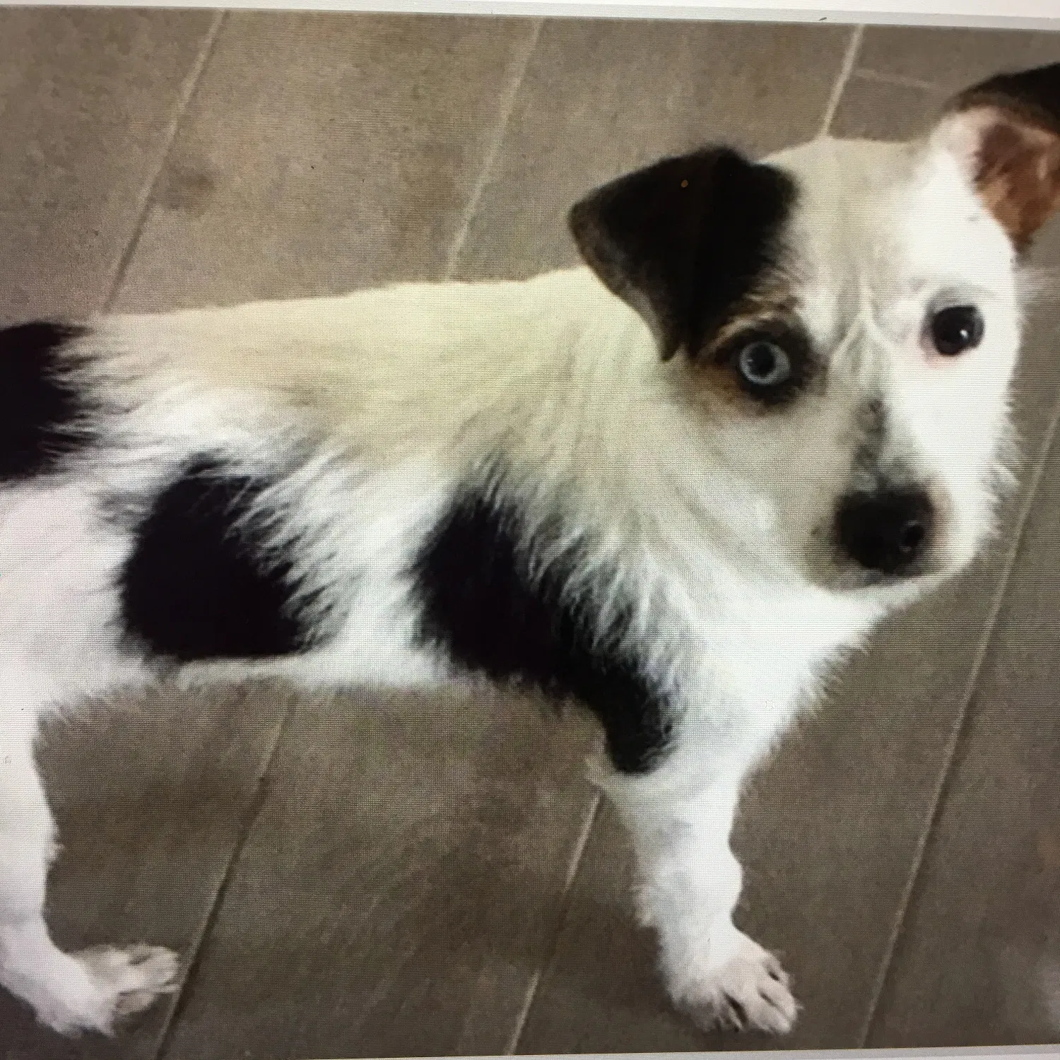 Lost dog in Bonita Springs, FL, 34135
