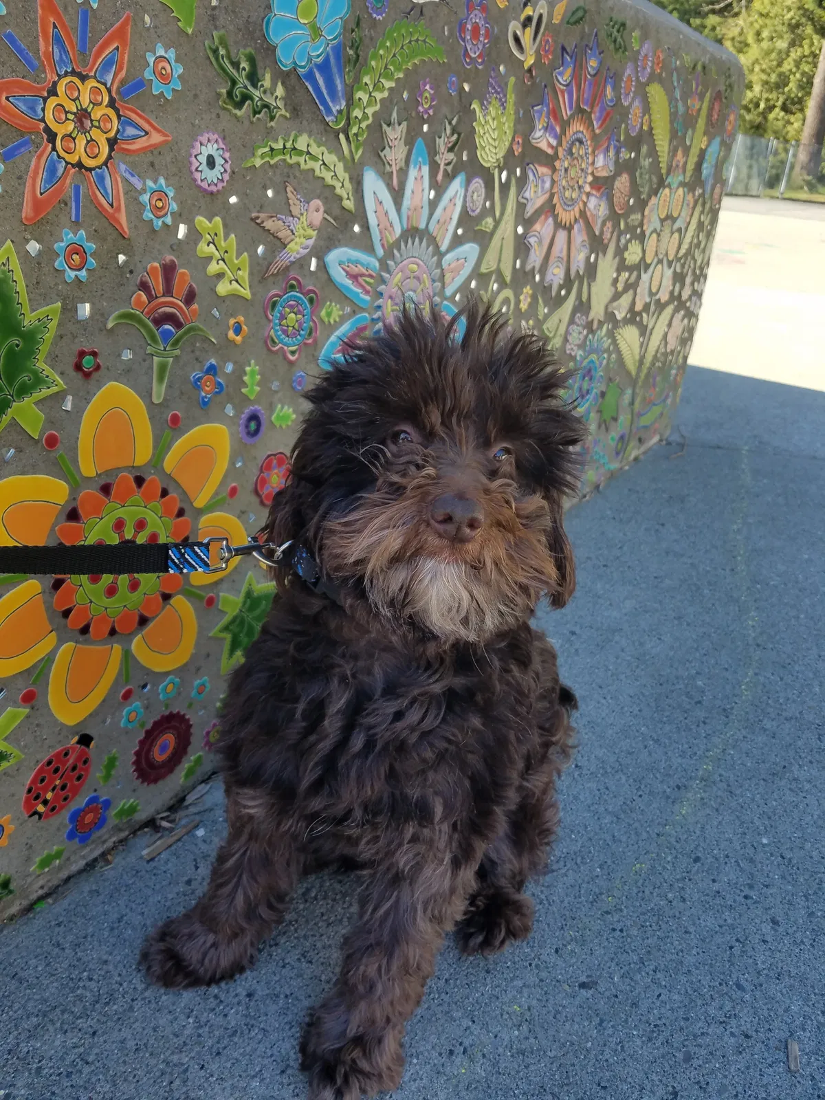 Lost dog in Marysville, WA, 98271