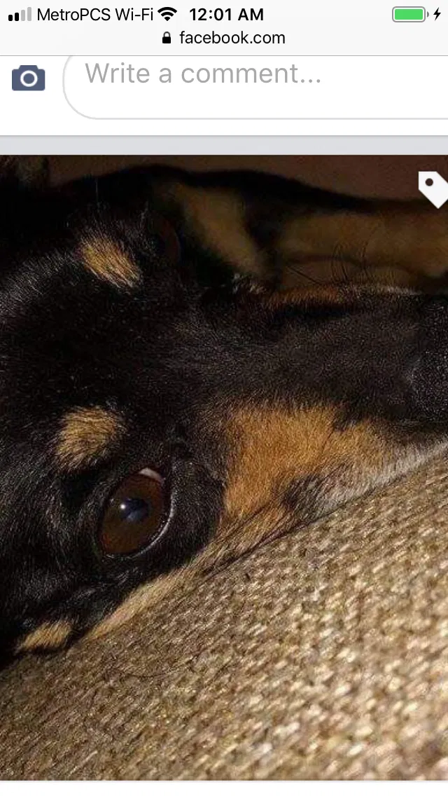 Lost dog in Odessa, TX, 79761