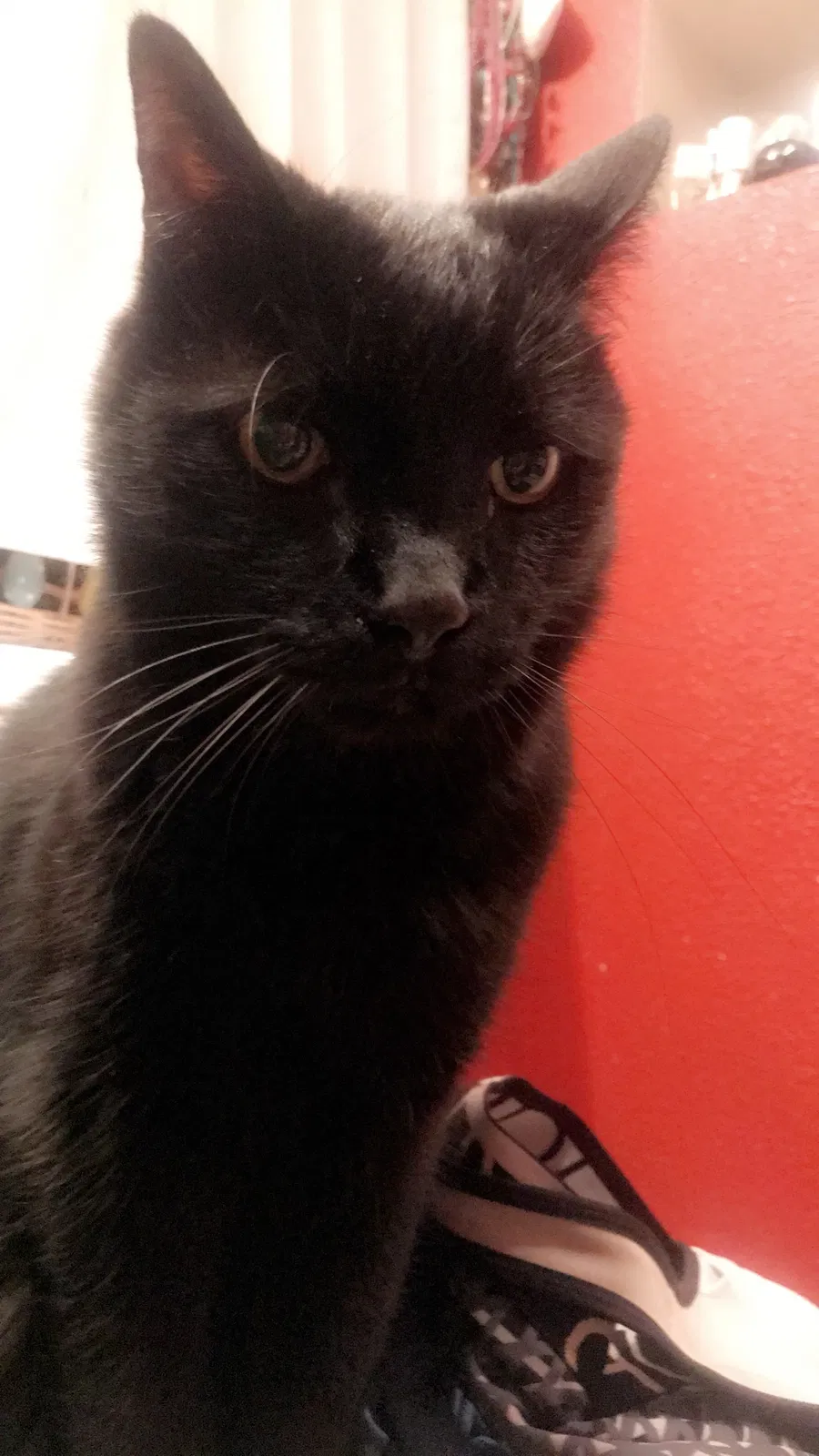 Lost cat in Colorado Springs, CO, 80904