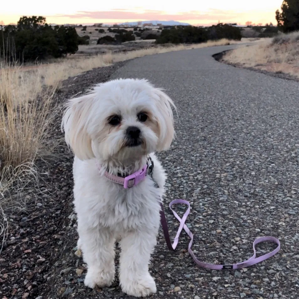 Lost dog in Santa Fe, NM, 87507