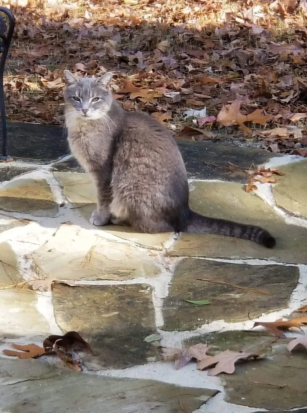 Lost cat in Benton, AR, 72019