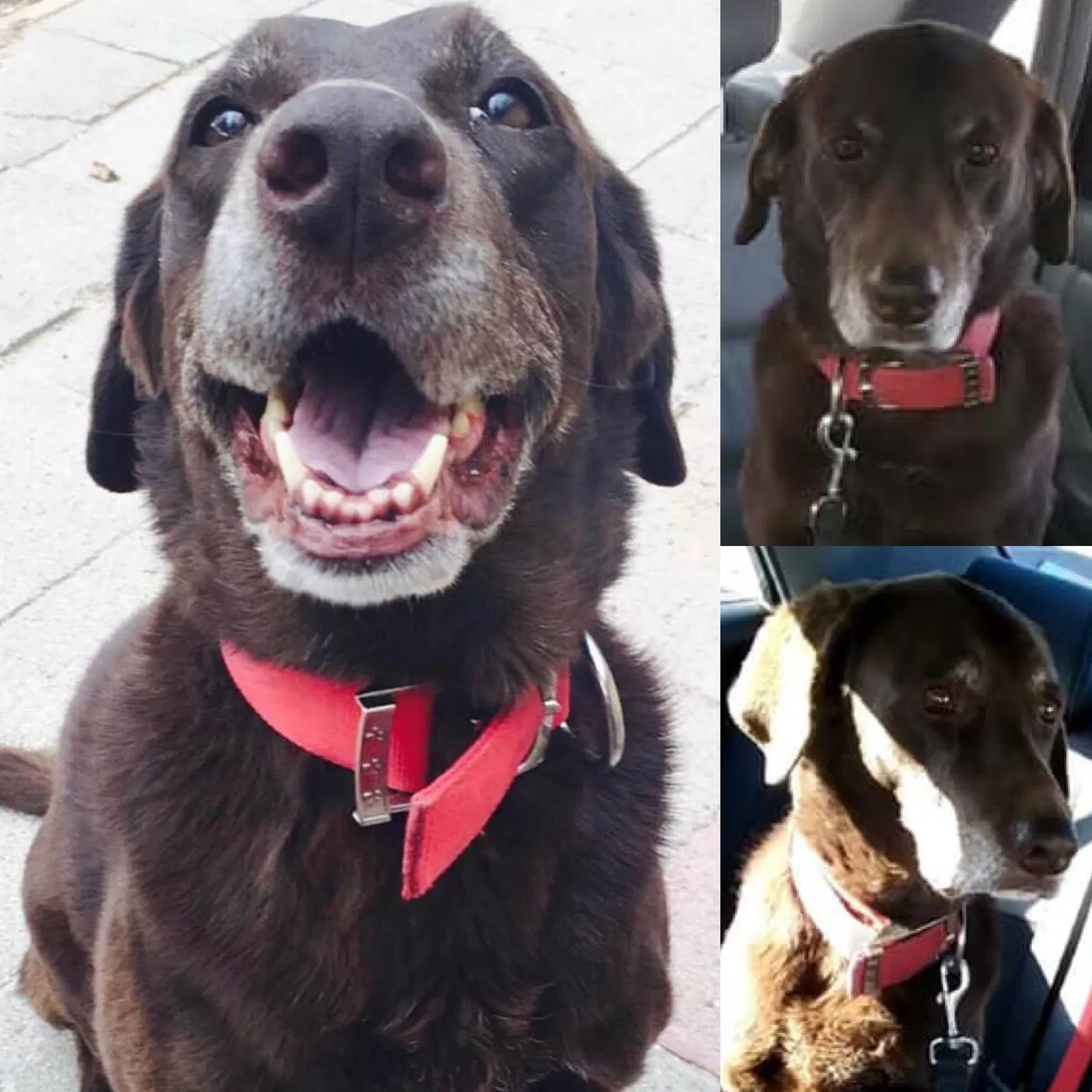 Lost dog in Rio Rancho, NM, 87144