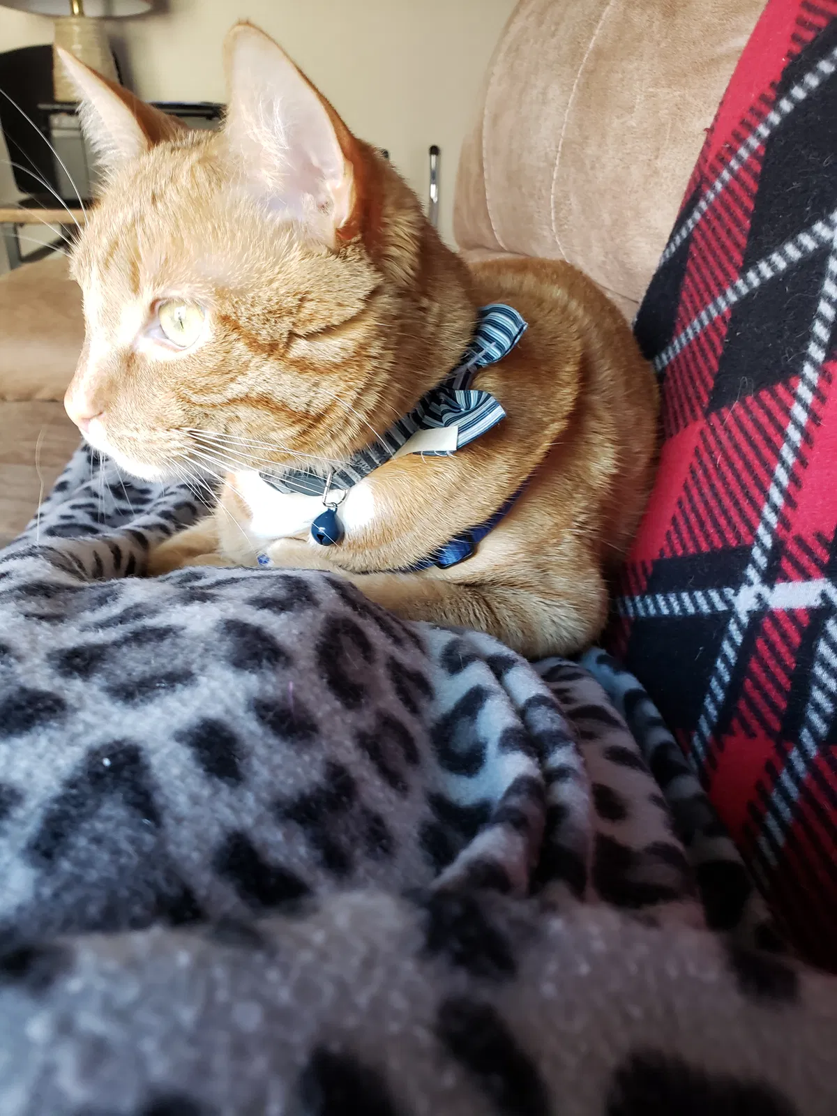 Lost cat in Henderson, NV, 89052