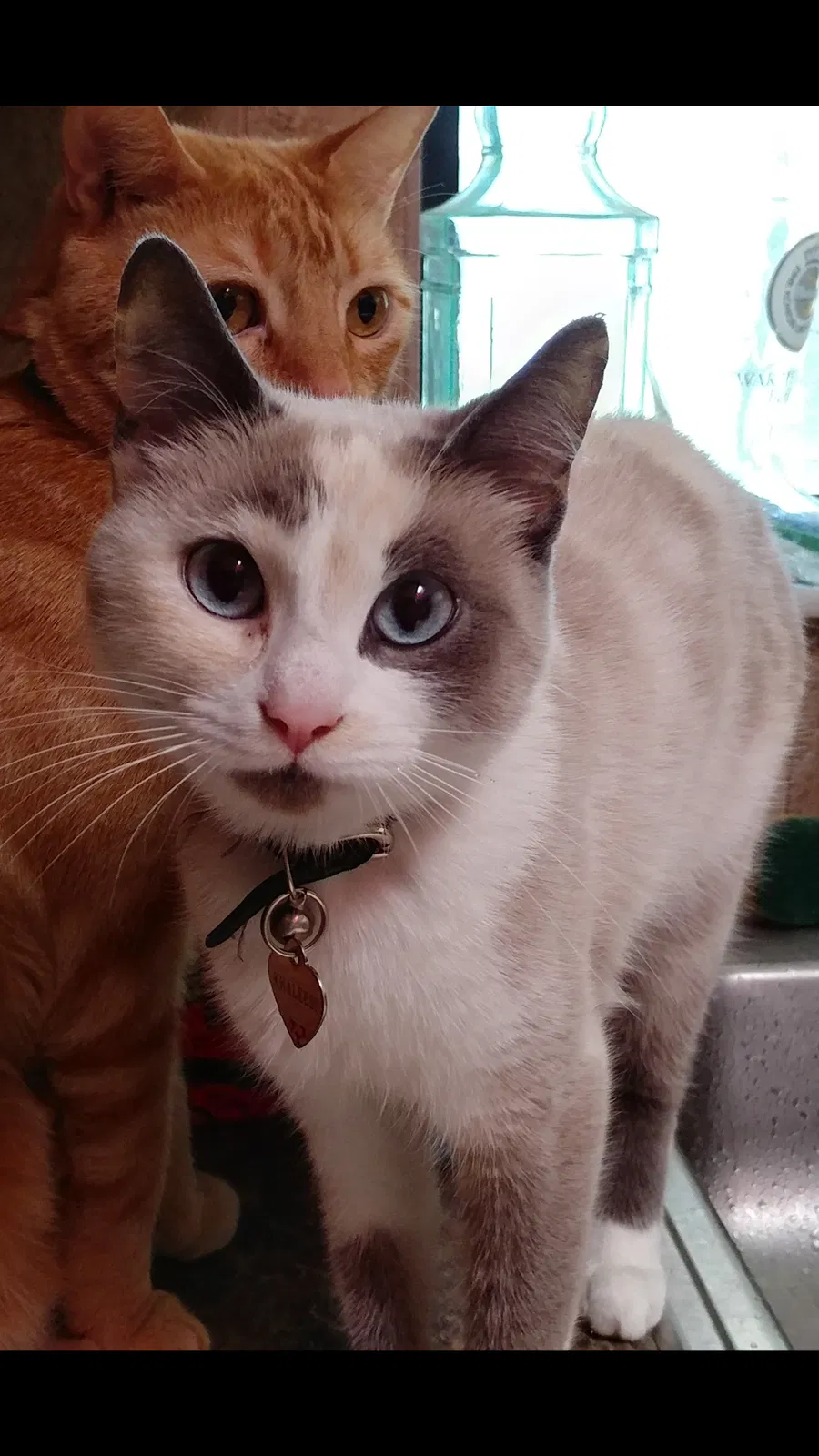 Lost cat in Punta Gorda, FL, 33980