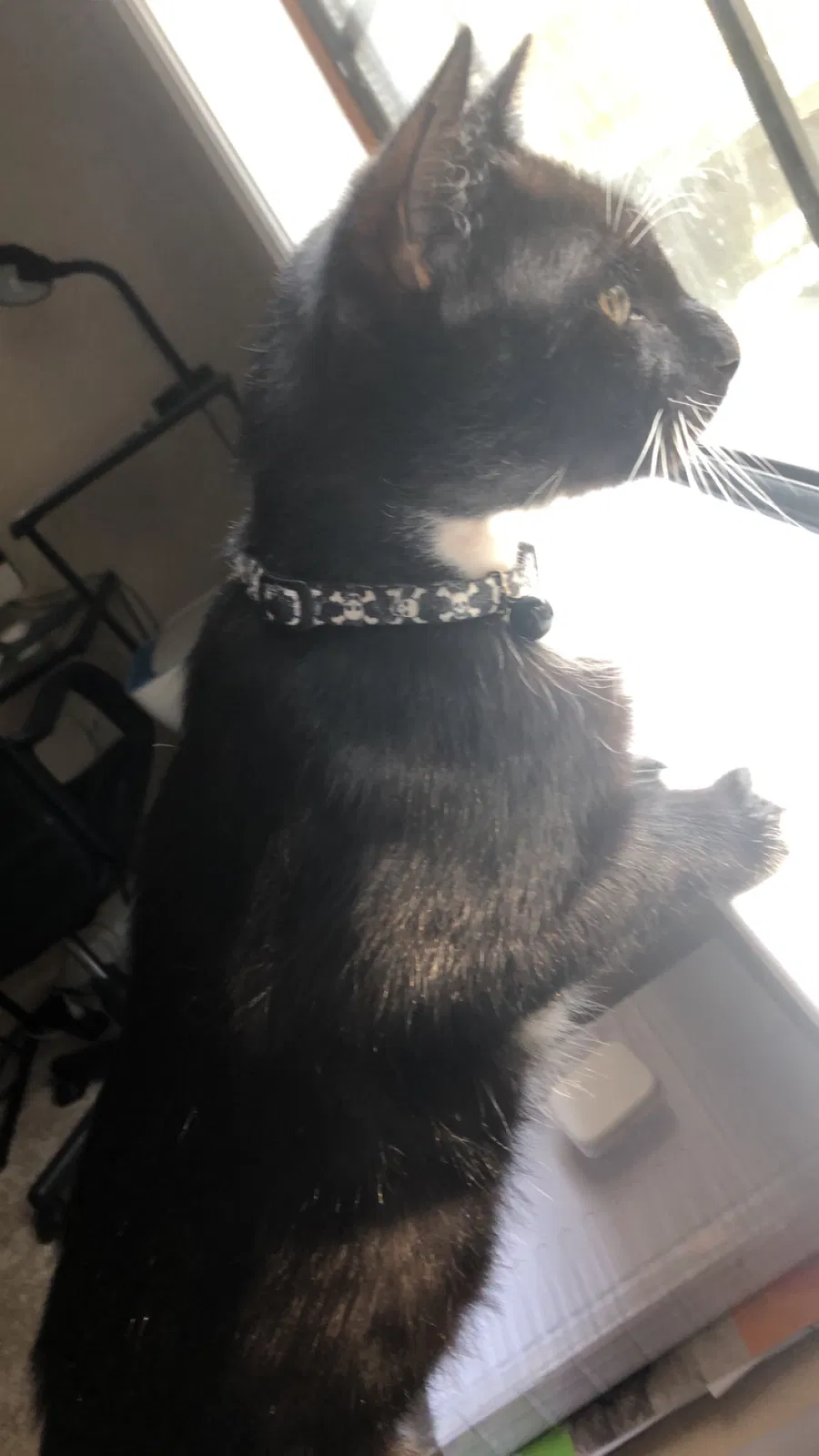 Lost cat in Ozark, AL, 36360
