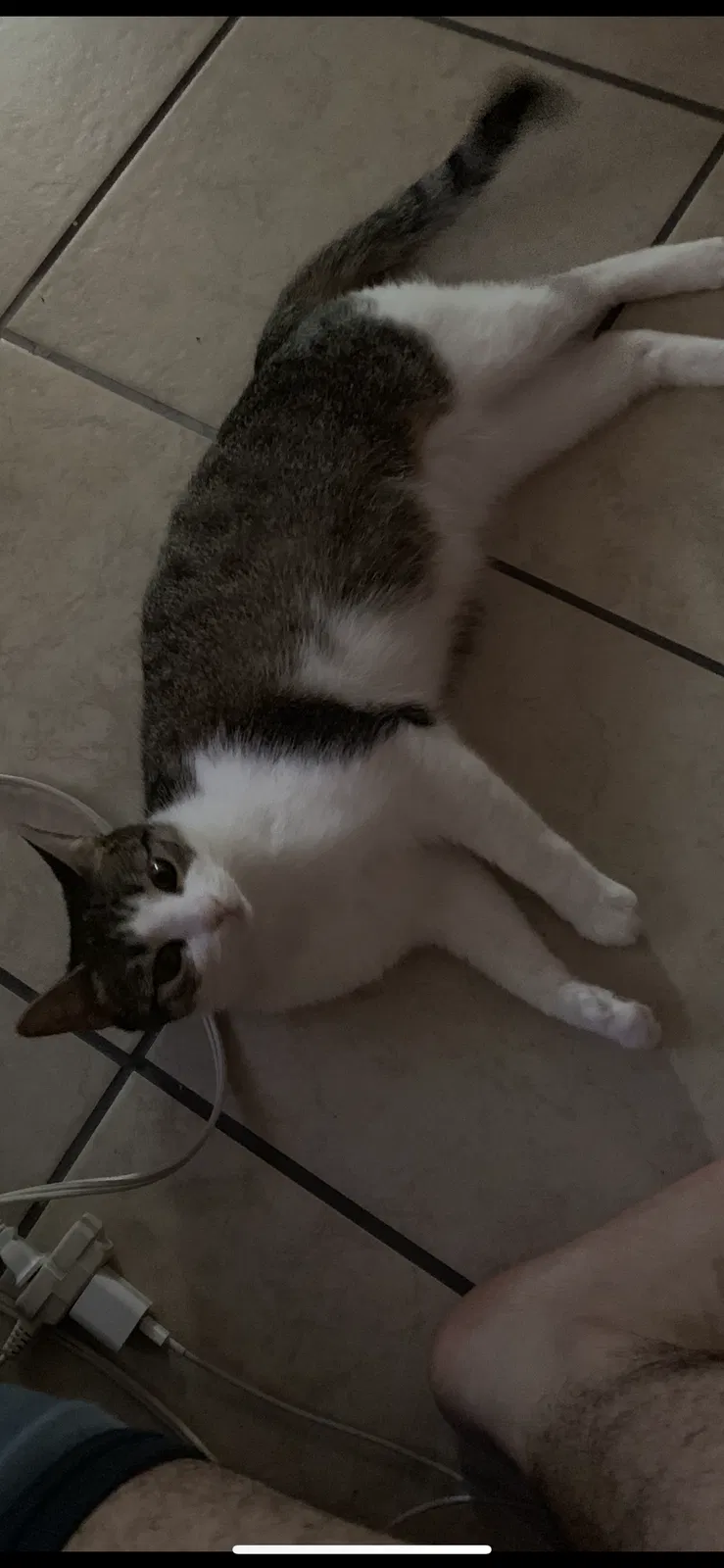 Lost cat in Corpus Christi, TX, 78414