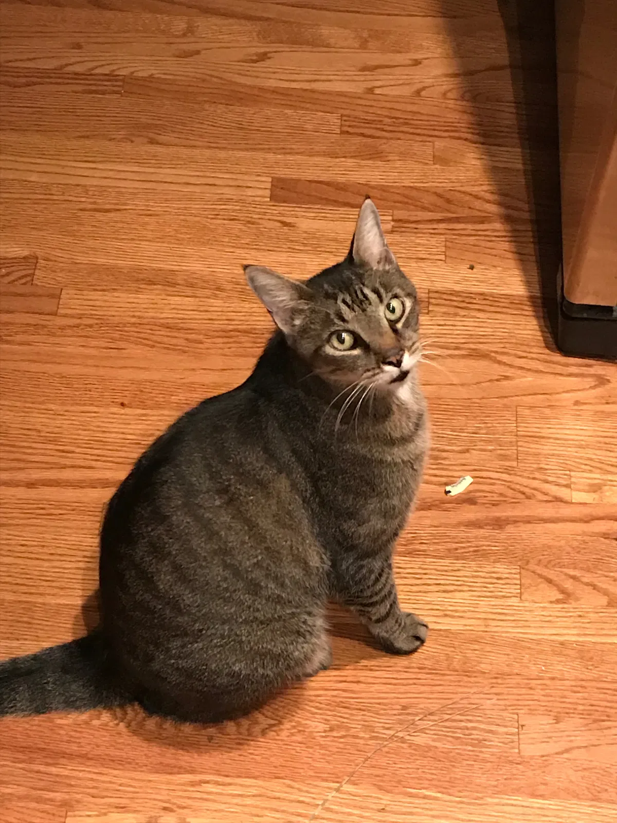 Lost cat in Charlotte, NC, 28211
