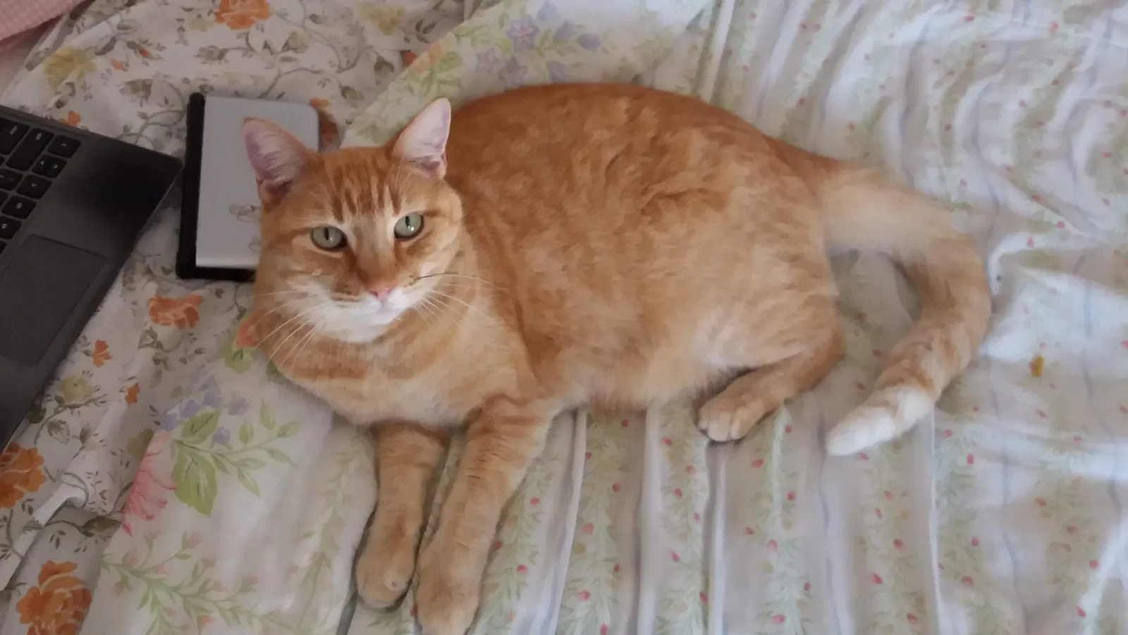 Lost cat in Ontario, CA, 91762