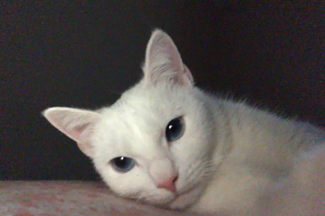 Lost cat in Silver Spring, MD, 20902