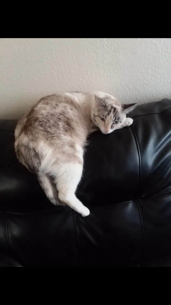 Lost cat in Pueblo, CO, 81001
