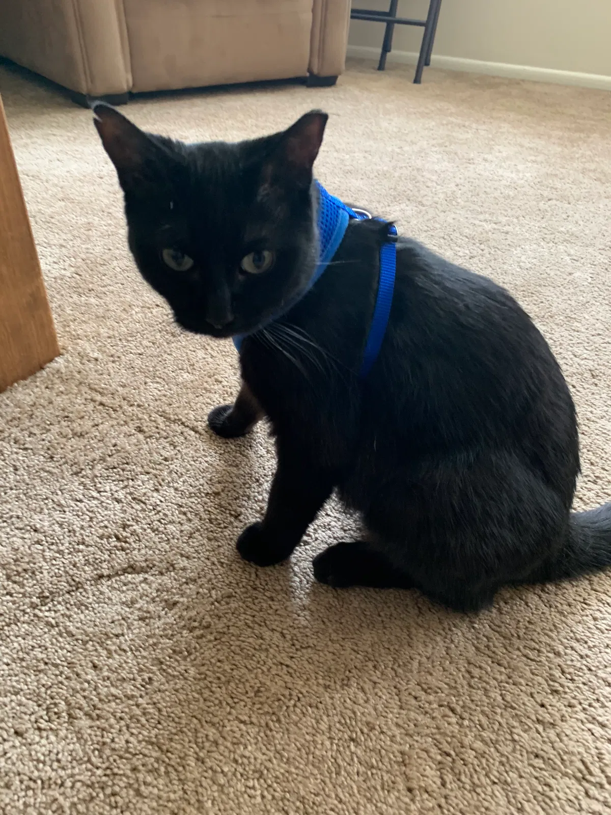Lost cat in Muskegon, MI, 49445