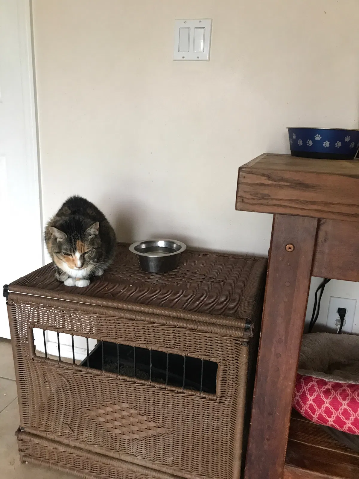 Lost cat in Odessa, FL, 33556