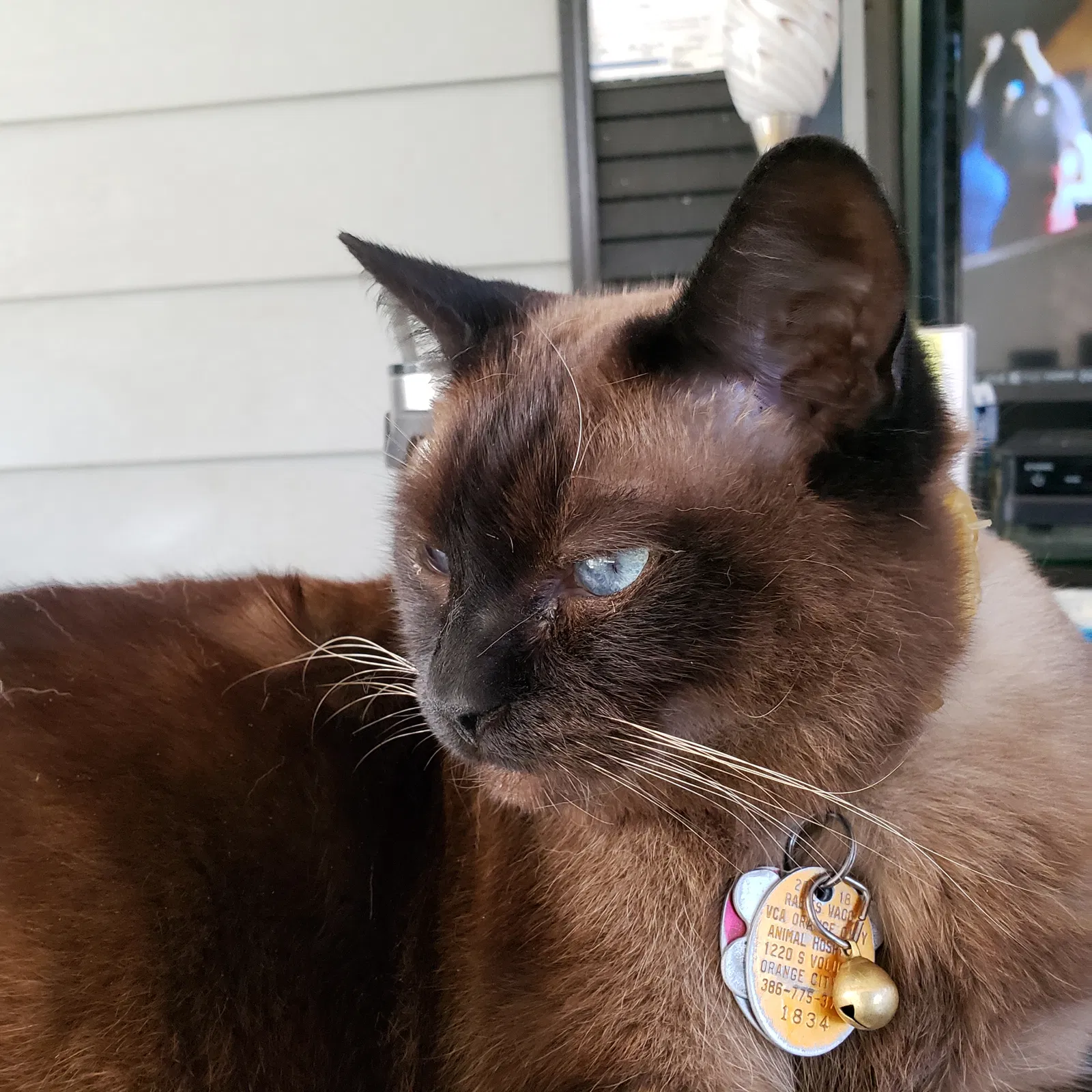 Lost cat in Lake Helen, FL, 32744
