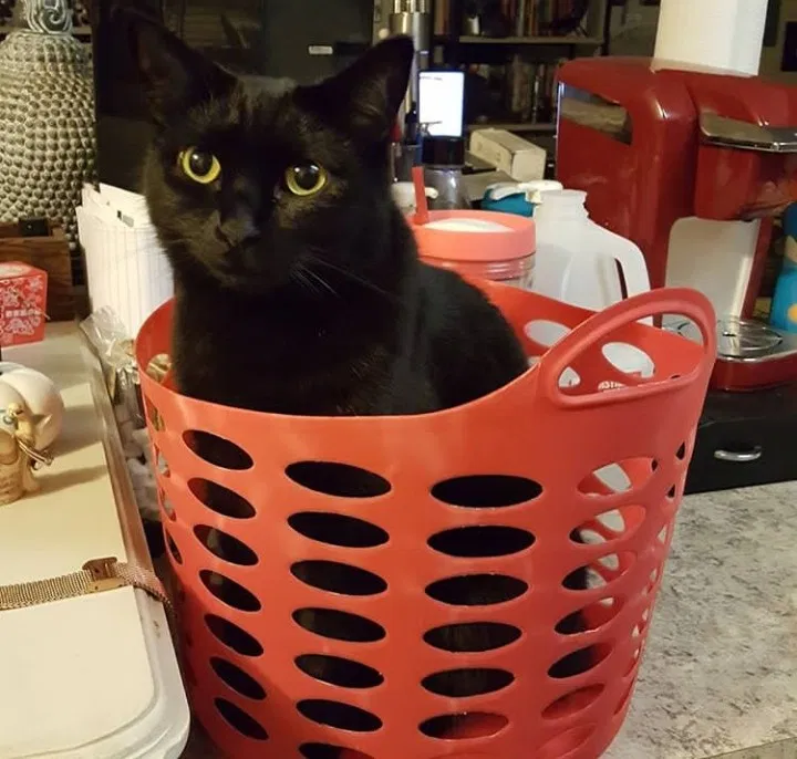Lost cat in Altamonte Springs, FL, 32714
