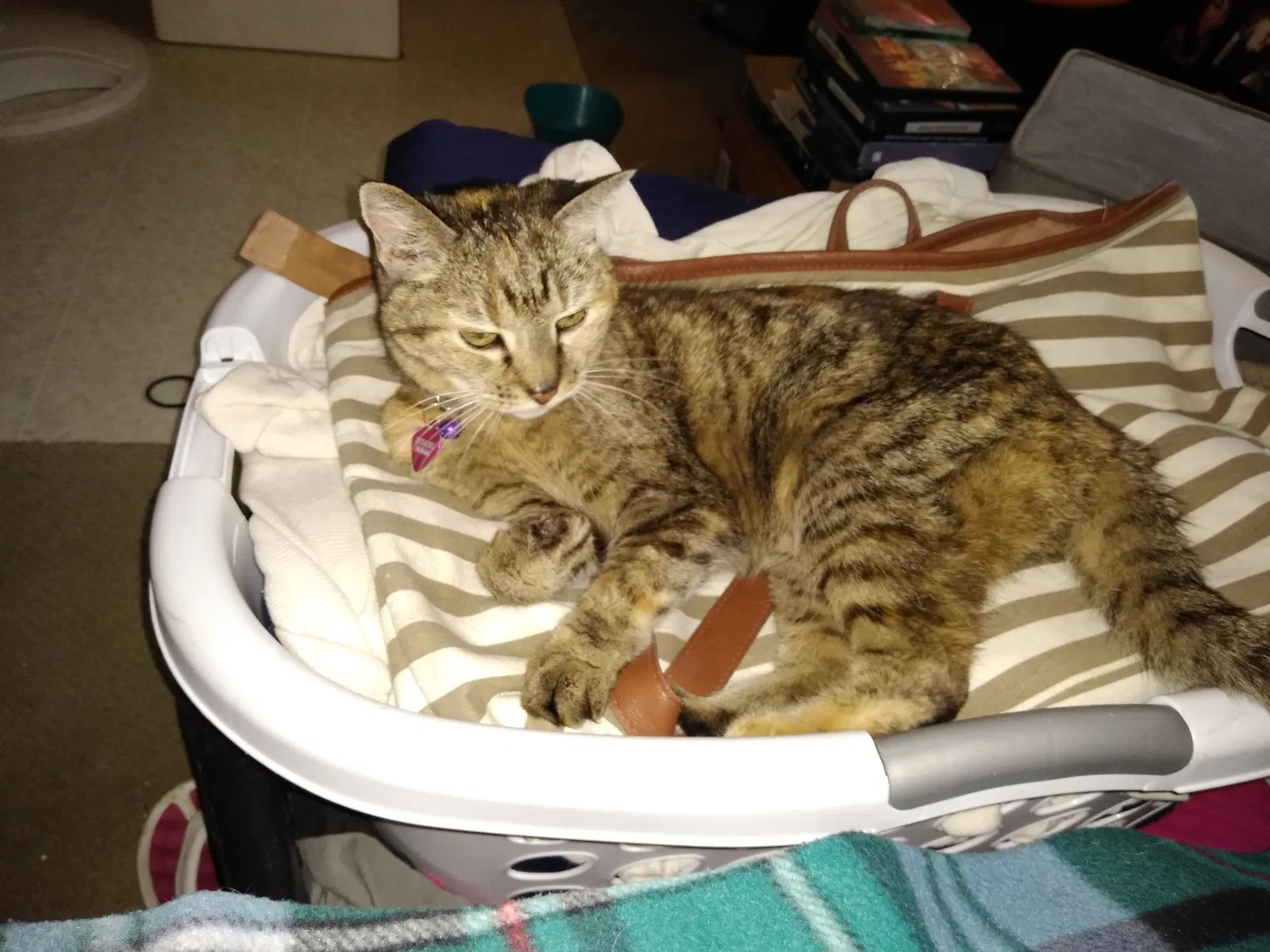 Lost cat in Palestine, TX, 75803
