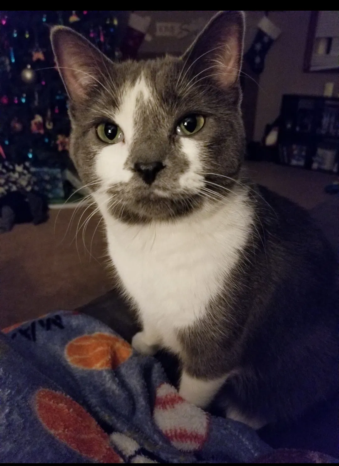 Lost cat in Eau Claire, WI, 54701