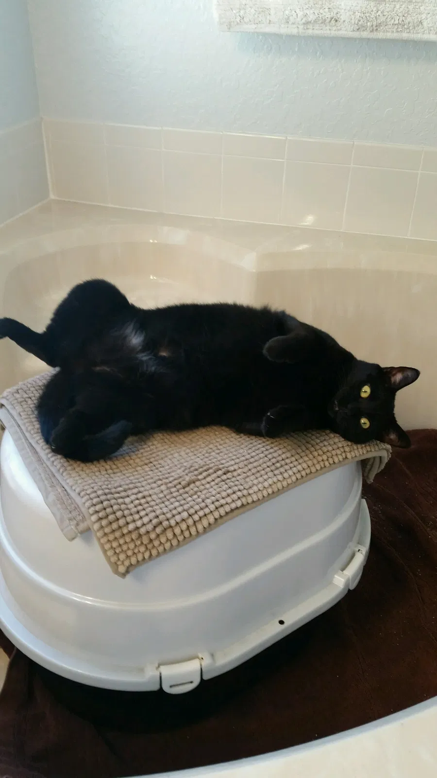 Lost cat in Winter Garden, FL, 34787