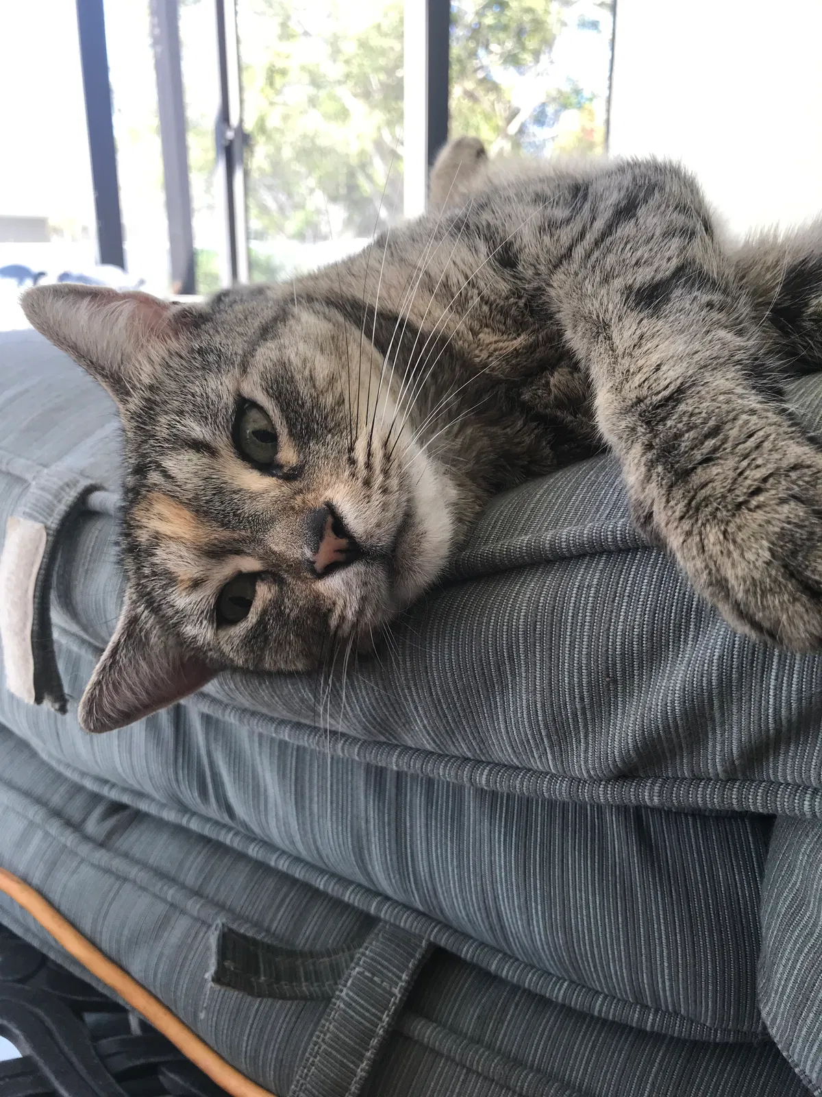 Lost cat in Kissimmee, FL, 34744