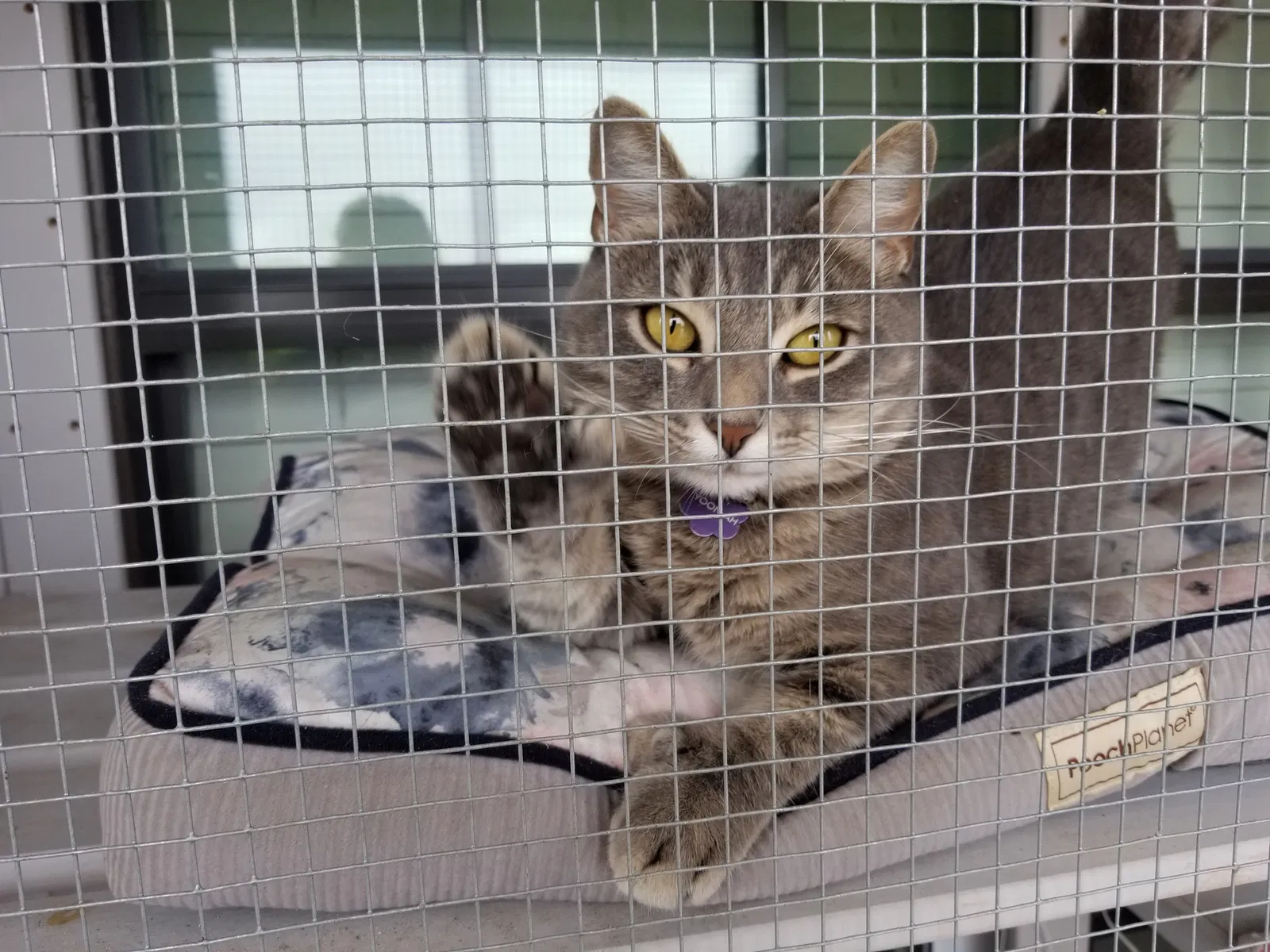 Lost cat in Mckinney, TX, 75071