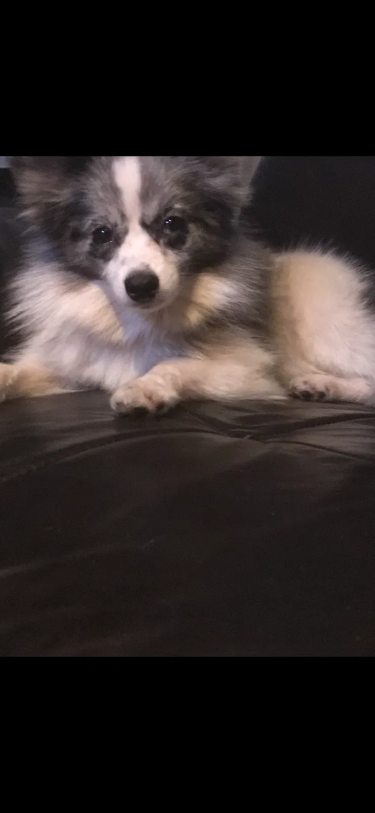 Lost dog in Largo, FL, 33771