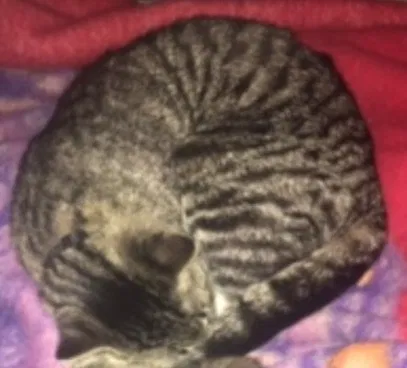 Lost cat in Midland, GA, 31820