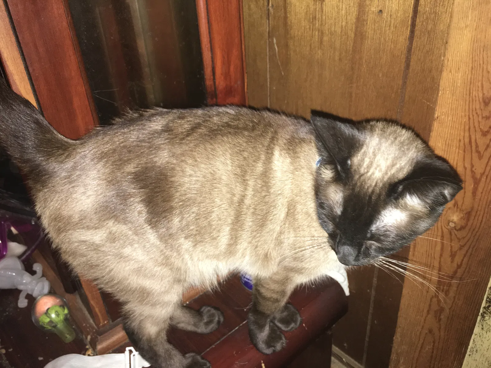 Lost cat in Midland, GA, 31820