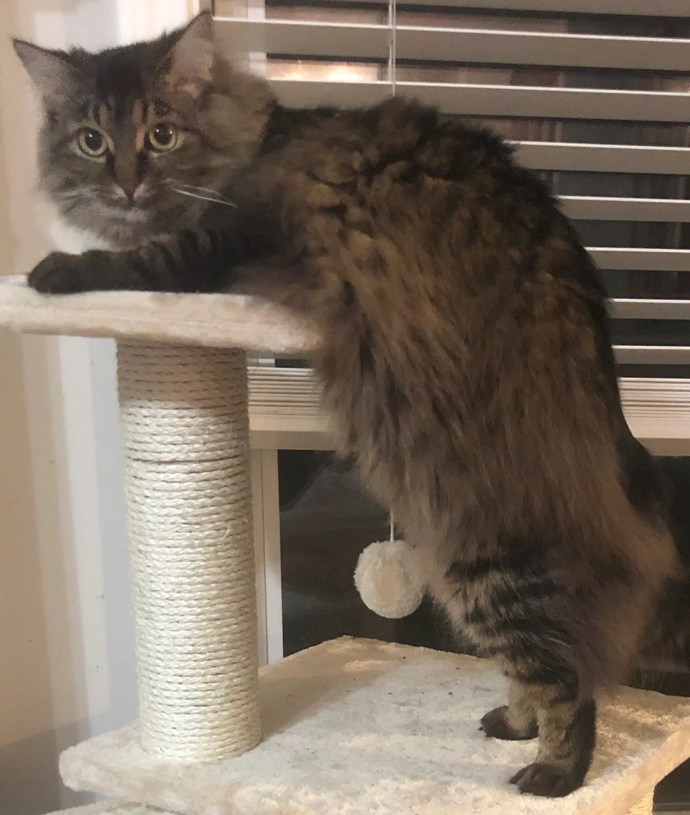 Lost cat in Atlanta, GA, 30339