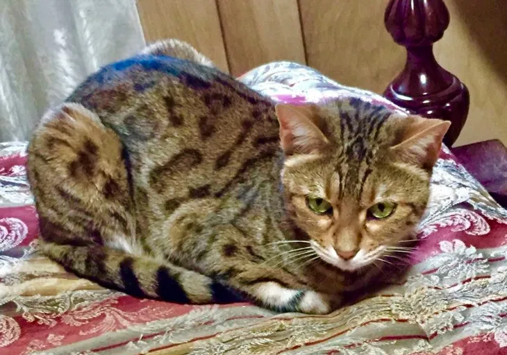 Lost cat in Elburn, IL, 60119