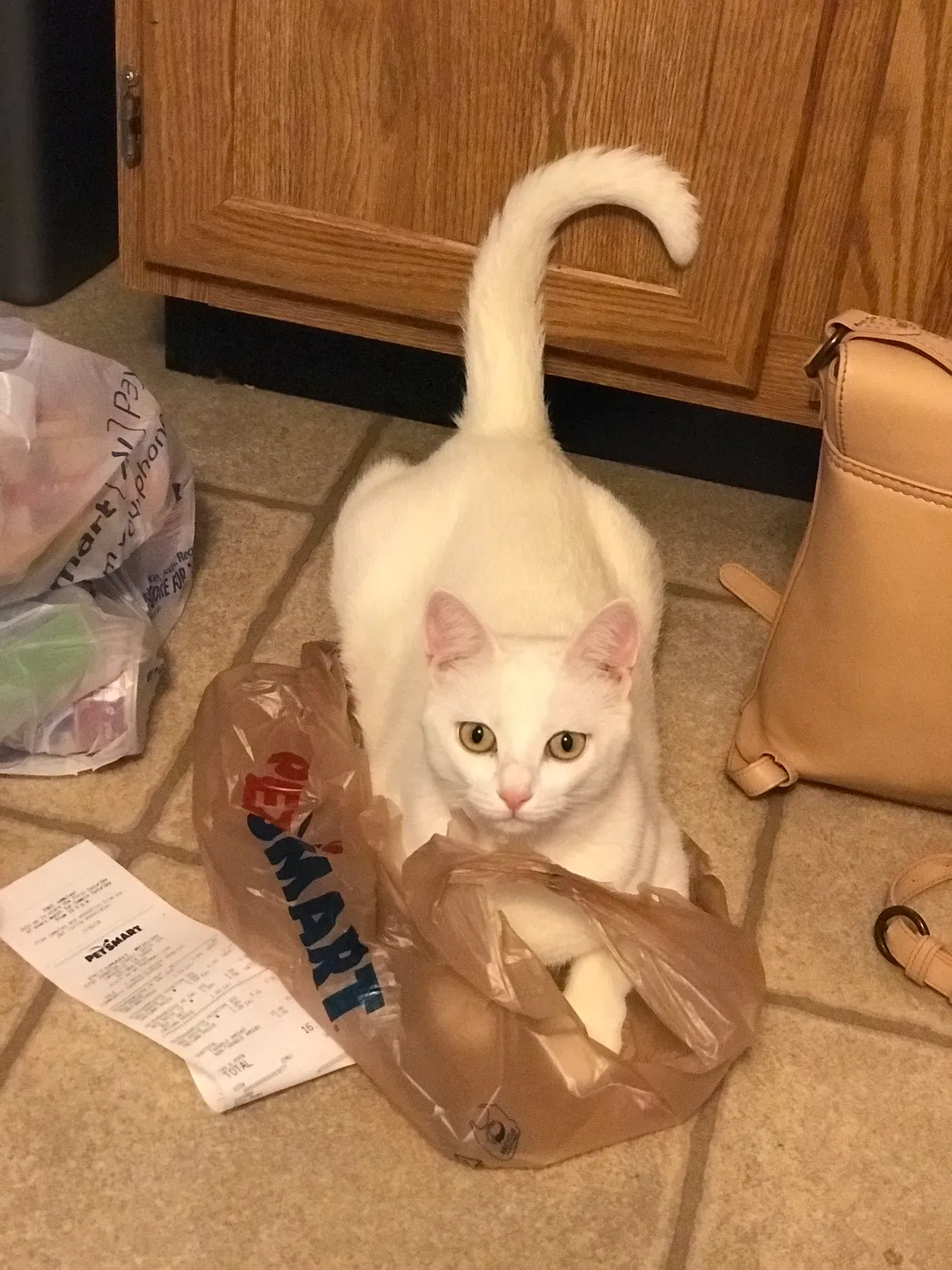 Lost cat in Church Point, LA, 70525
