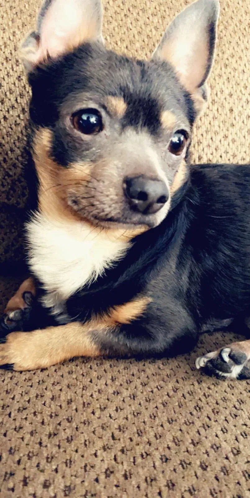 Lost dog in Tulsa, OK, 74129