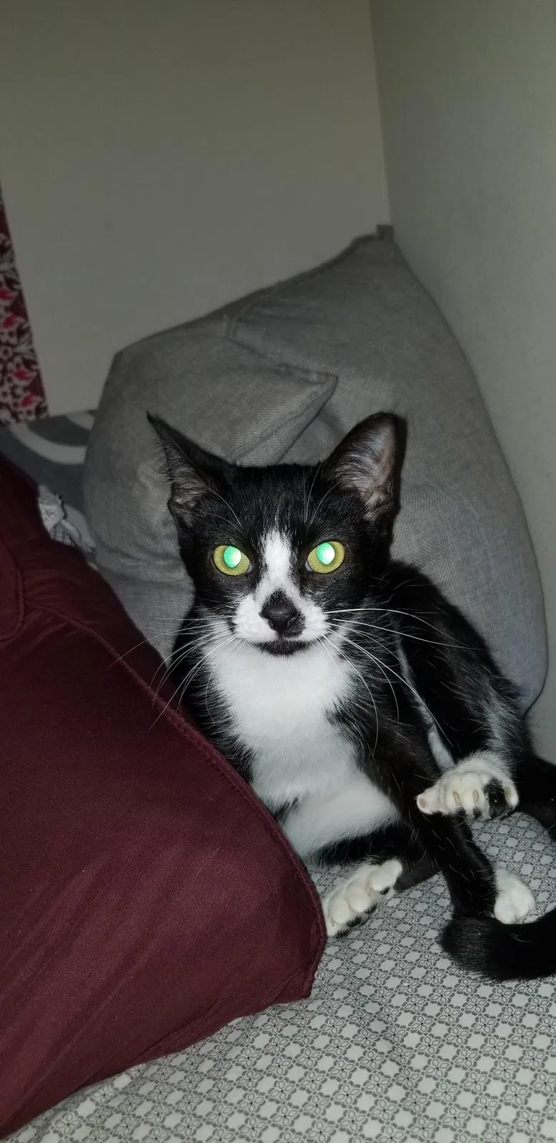 Lost cat in Kissimmee, FL, 34744