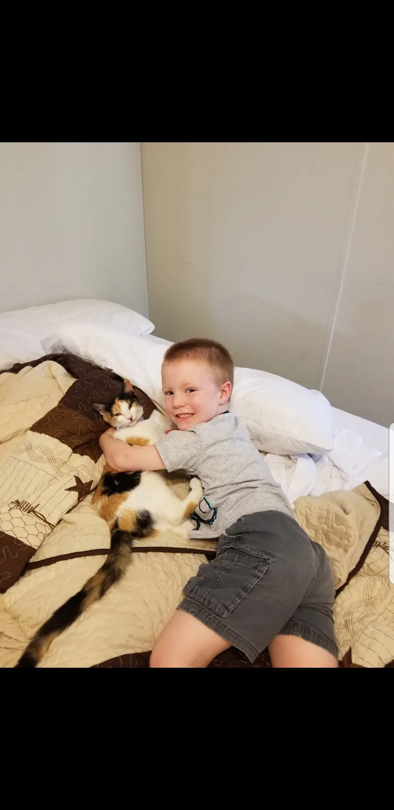 Lost cat in Richmond, TX, 77469