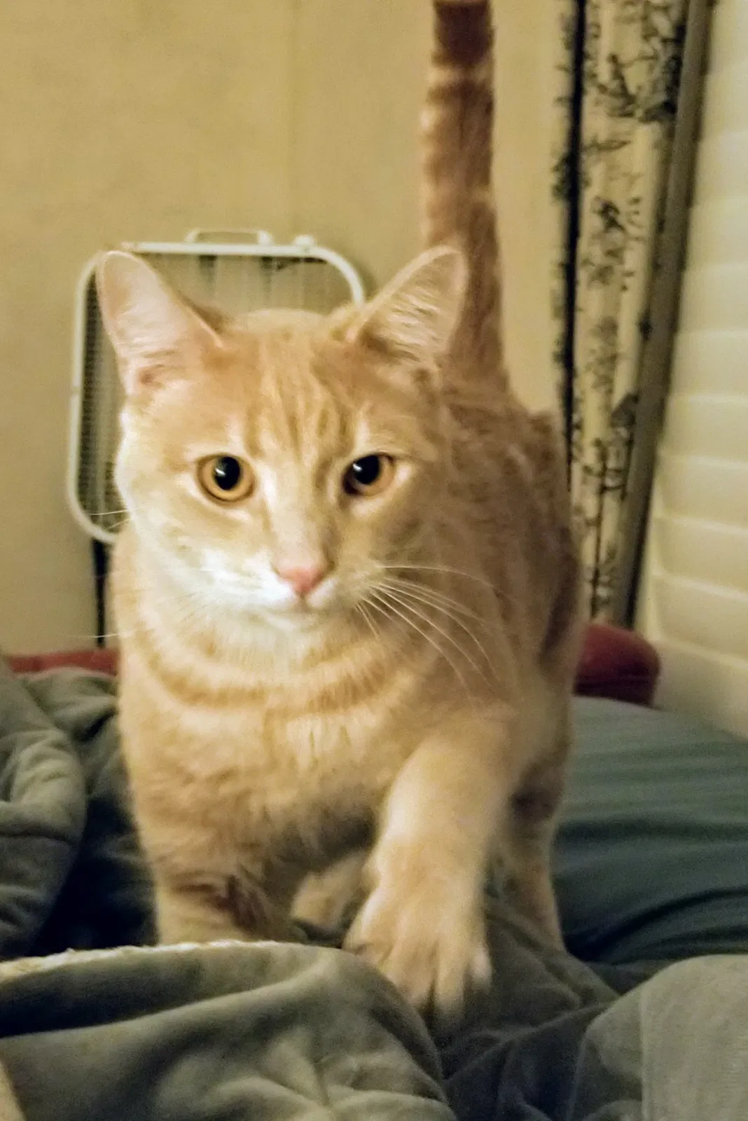 Lost cat in Fresno, CA, 93722