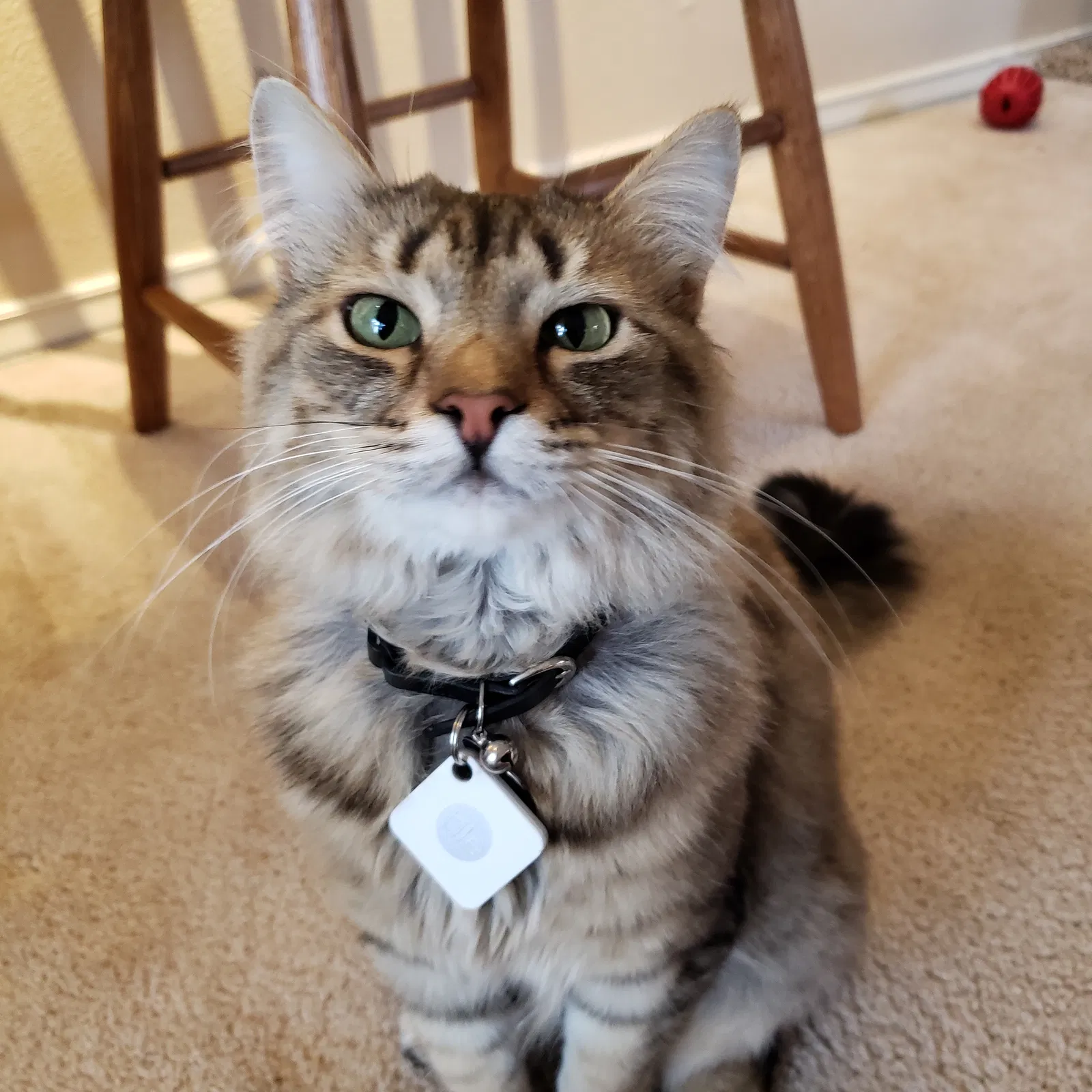 Lost cat in Bothell, WA, 98021