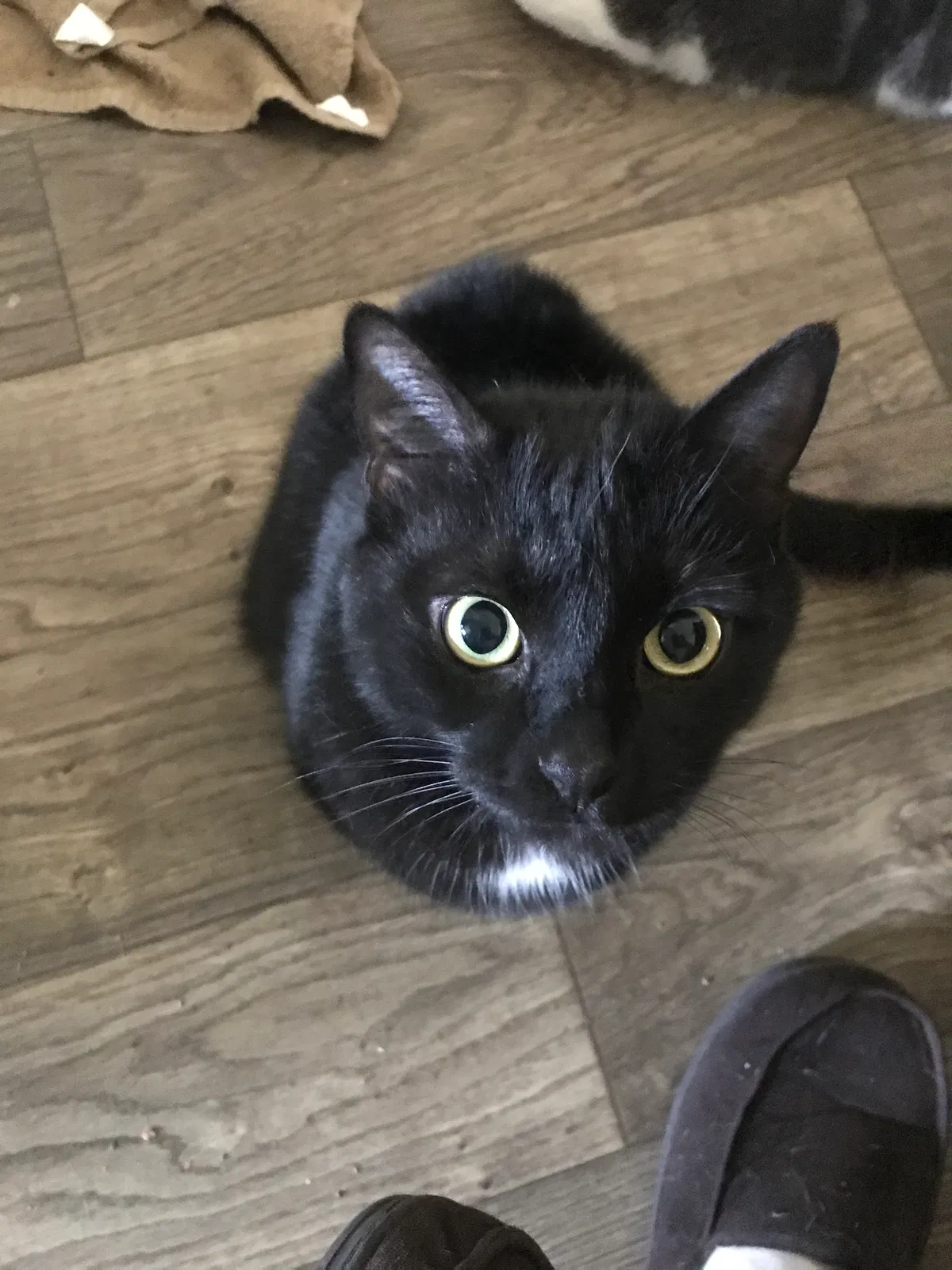 Lost cat in Anderson, SC, 29625