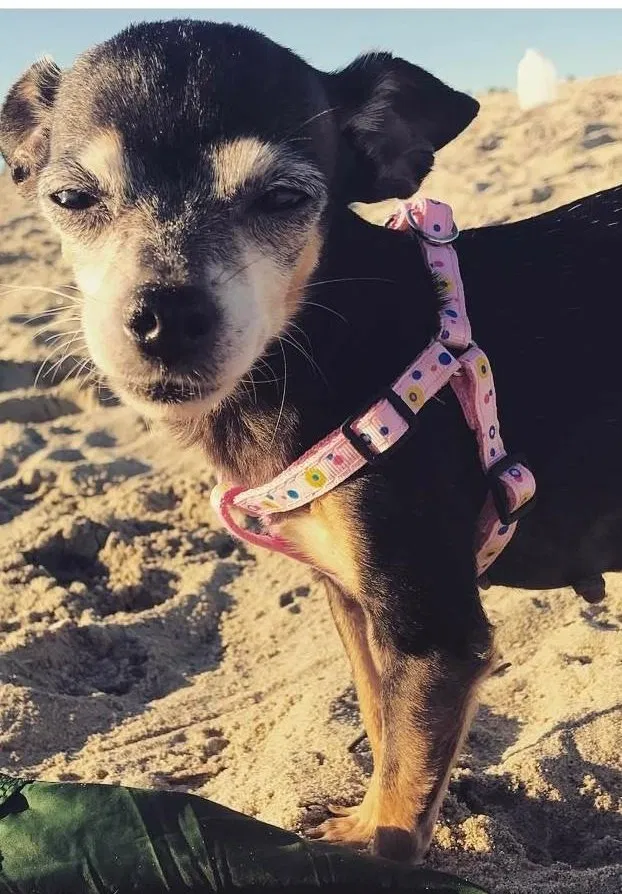 Lost dog in Lake Elsinore, CA, 92530