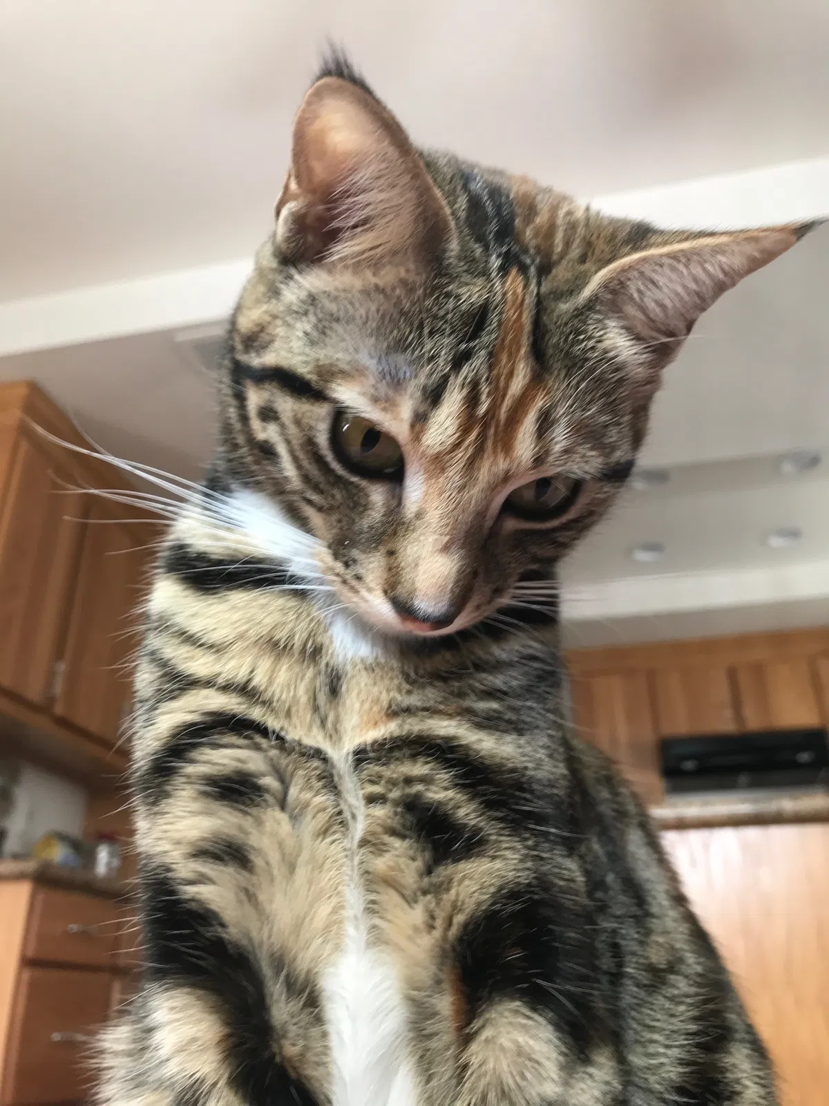 Lost cat in Oceanside, CA, 92056