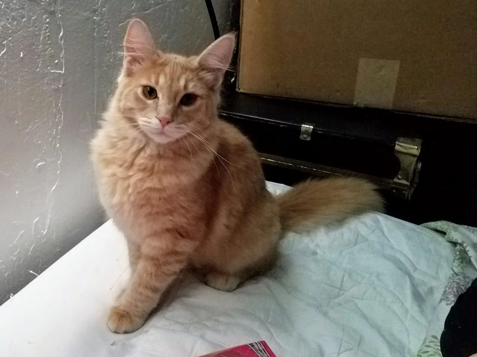 Lost cat in Nogales, AZ, 85621