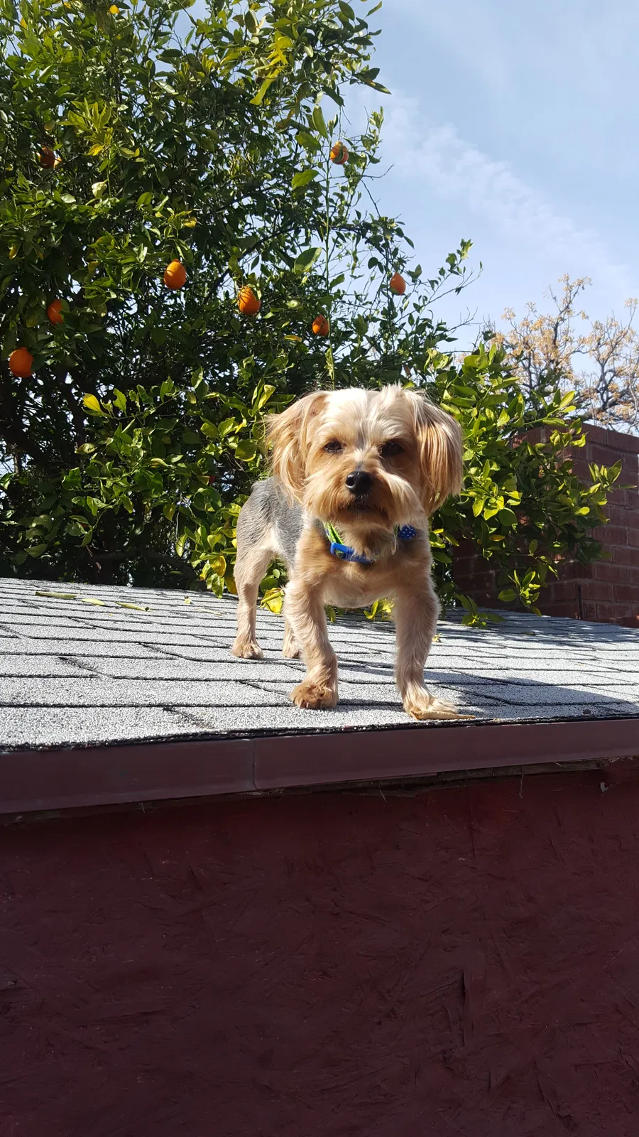 Lost dog in Tucson, AZ, 85716