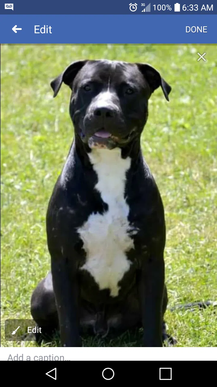 Lost dog in Greenwich, OH, 44837